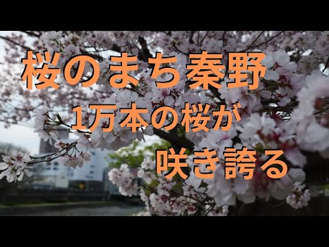 【秦野市桜】1万本を超える桜が咲き誇る　桜のまち・秦野