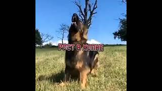 Немецкая Овчарка VS Питбуль!!! Немецкая Овчарка VS Питбуль!!!