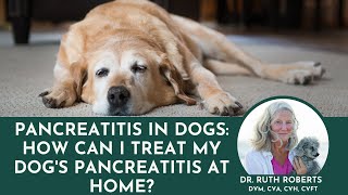 Pancreatitis In Dogs: Vet Expert Shares Tips How To Treat Your Dog's Pancreatitis At Home