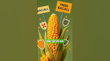 ăn bắp có tác dụng gì? #shorts  #food #sucsongtre #chamsocsuckhoe