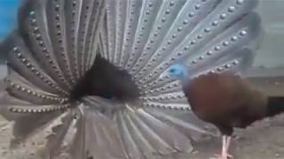 Keindahan Suara Burung Ruai dari Kalimantan