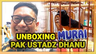 UNBOXING MURAI BATU DI RUMAH PAK USTADZ DHANU