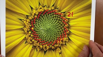 Zentangle Project Pack No. 11 - Introduction