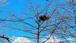 Black Gum winter identification