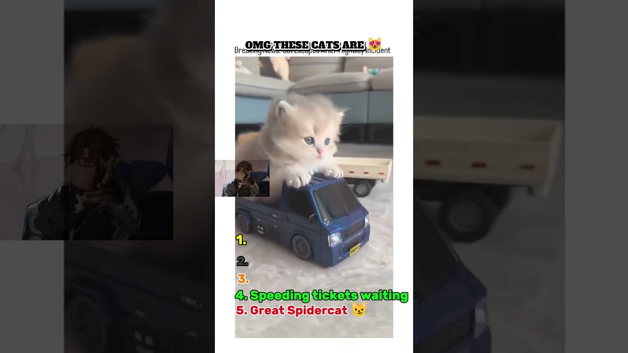 Spidercat Ready to Show Real Justice 😼 