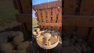 Old System Potato Planting Machine