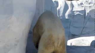 Polar Bear Porno @ The Detroit Zoo Polar Bear Porno @ The Detroit Zoo