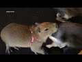 See How Other Animals React to a Baby Capybara
