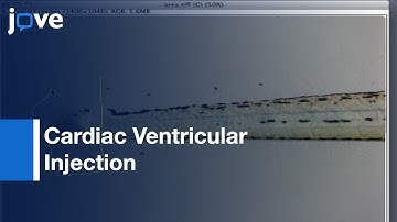 Reverse Genetic Morpholino Approach: Transfecting Difficult To Target Tissues l Protocol Preview
