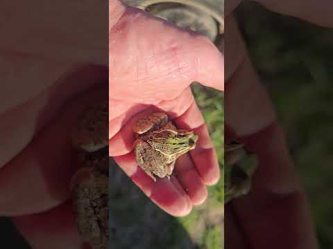 Brrr frog