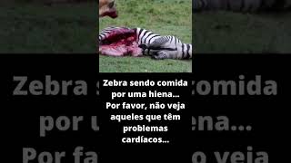 Zebra sendo comida por uma hiena #shorts