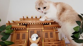 帰宅したら猫がこうなってました...汗