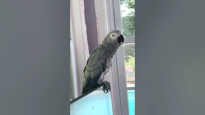 A few minutes with Symon the African Grey Talking Parrot #talkingparrot #learningtotalk #birds #pets