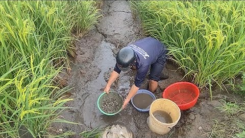 Giải cứu cá rô đồng mắc cạn (T39) 