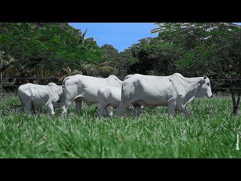 LOTE 92   JAXT 1070   JAXT 1017