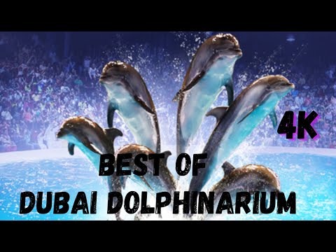 Dubai Dolphinarium Full Show | Best of Dubai Dolphin Show  | Seal Show | HD 4K | After Lockdown 2020