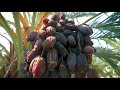 JORDAN RIVER DATES - FARMS & PACKING FACILITIES