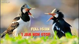 1 JAM NON STOP‼️ Masteran Jalak Suren / Uret Full Isian