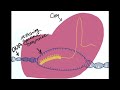 Crispr Cas 9 