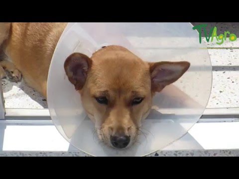 Video: ¿Debería mi cachorro seguir teniendo accidentes?