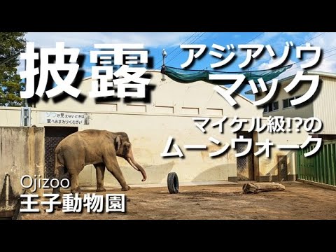 巨大アジアゾウ マック【王子動物園】ホントにアジアゾウ!? アフリカゾウと見紛うほどの巨体を誇るマックんムーンウォークする!? - YouTube