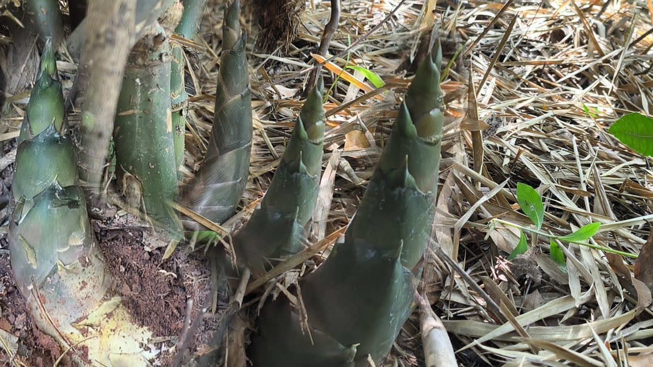 ไม่มาวันสองวันหน่อไม้ขึ้นรอเลย