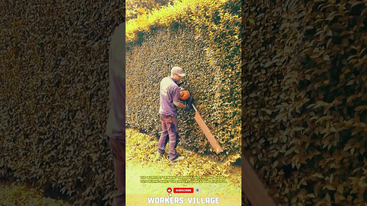 The Worker Is Trimming Hedge With Pruning Shears This Makes Garden Look Neat