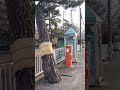 懐旧、舟木一夫さん「この胸に帰れ」1978年。    舟木一夫さんの生地、愛知県一宮市萩原町の旧自宅前の道が美濃路でしたが今撮影してる松並木の道も美濃路ですよ~、萩原町から垂井町まで繋がってるんですね