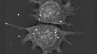 絵画 cell division ArtStation - Stem cell division