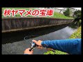 この用水路は秋ヤマメの宝庫です‼️