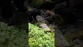 Oso negro DERROTA a un oso PARDO 🐻🐼 #oso #salmon #grizzly