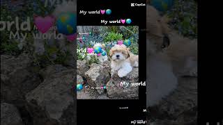 #dogs #myworld #aww #doggos #dogs #myworld #aww #doggos