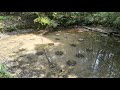 新ザリ池、今年もザリガニ駆除開始