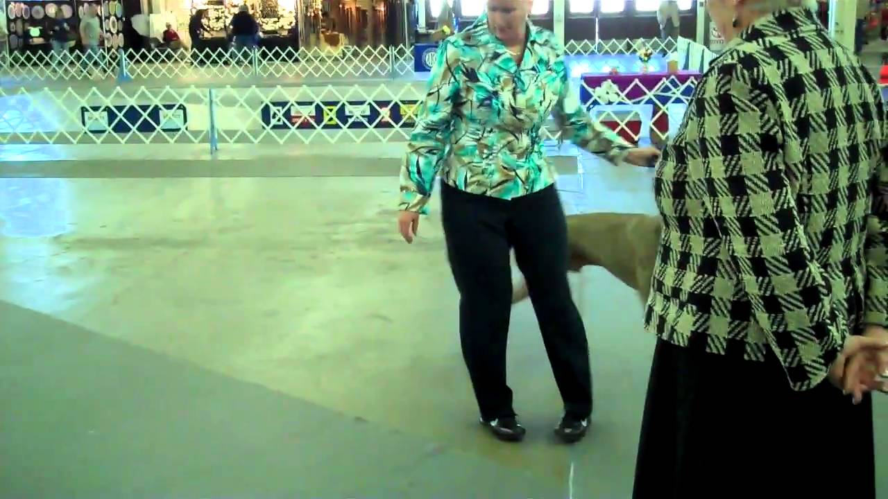 Mile High Weimaraner Club at Plum Creek Dog Show (video 6) 2011 YouTube