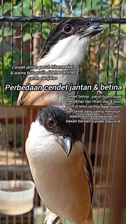 Perbedaan cendet/pentet jantan dan betina. #cendet #cendetgacor  #cendettrotol #cendetprestasi #bird