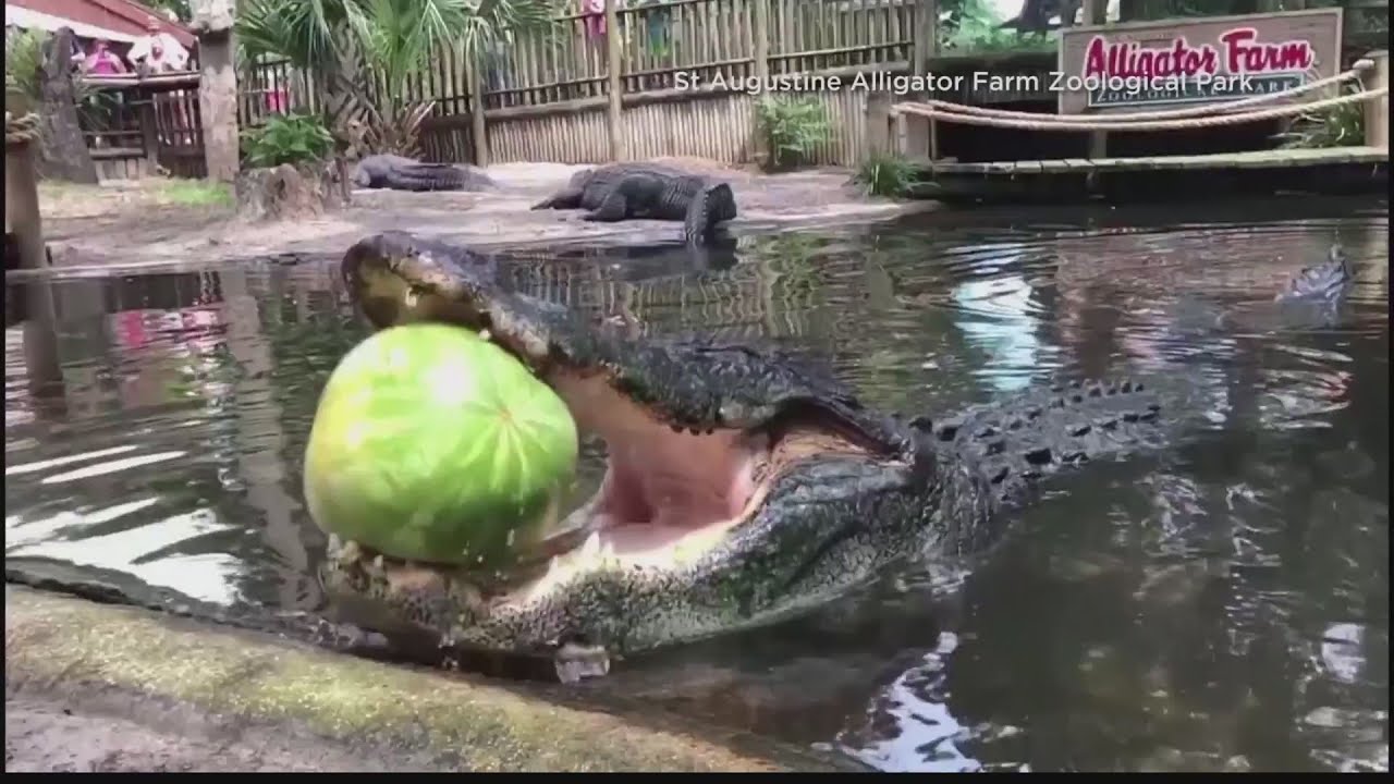 croc watermelon