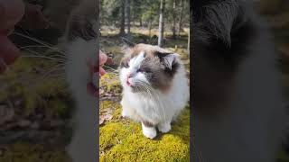 Easter holiday with my cat Lulu 😻💛♥️🐣🐾 #cat #catlover #catvideos