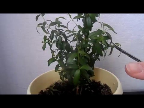 Мирт.Обрезка и формирование