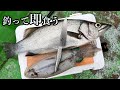 ヤエンで釣った"アオリイカ"と"ヒラスズキ"をその場で捌く食す!! ~さかむらイカダでカセ釣り編~