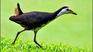 Suara pemikat burung ruak - Suara burung keruak