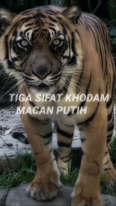 3 shifat khodam macan putih