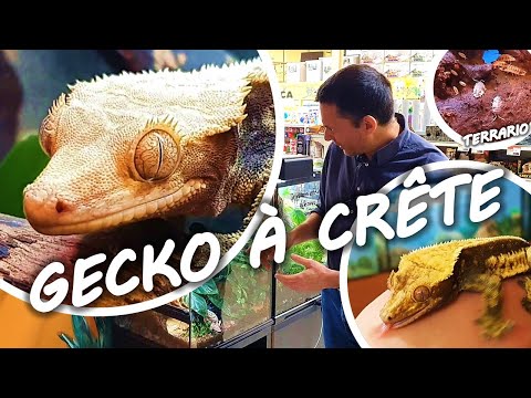 Vidéo: Les geckos à crête mangeront-ils des grillons morts ?
