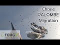 Chasse du pigeon en migration 