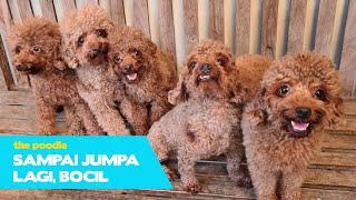 Sampai jumpa lagi, Saya harus berpisah dengan anjing poodle