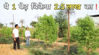 1 एकड़ जमीन से करोड़ों कमाकर देने वाला पेड़ | Chandan Ki Kheti | Sandalwood Farming