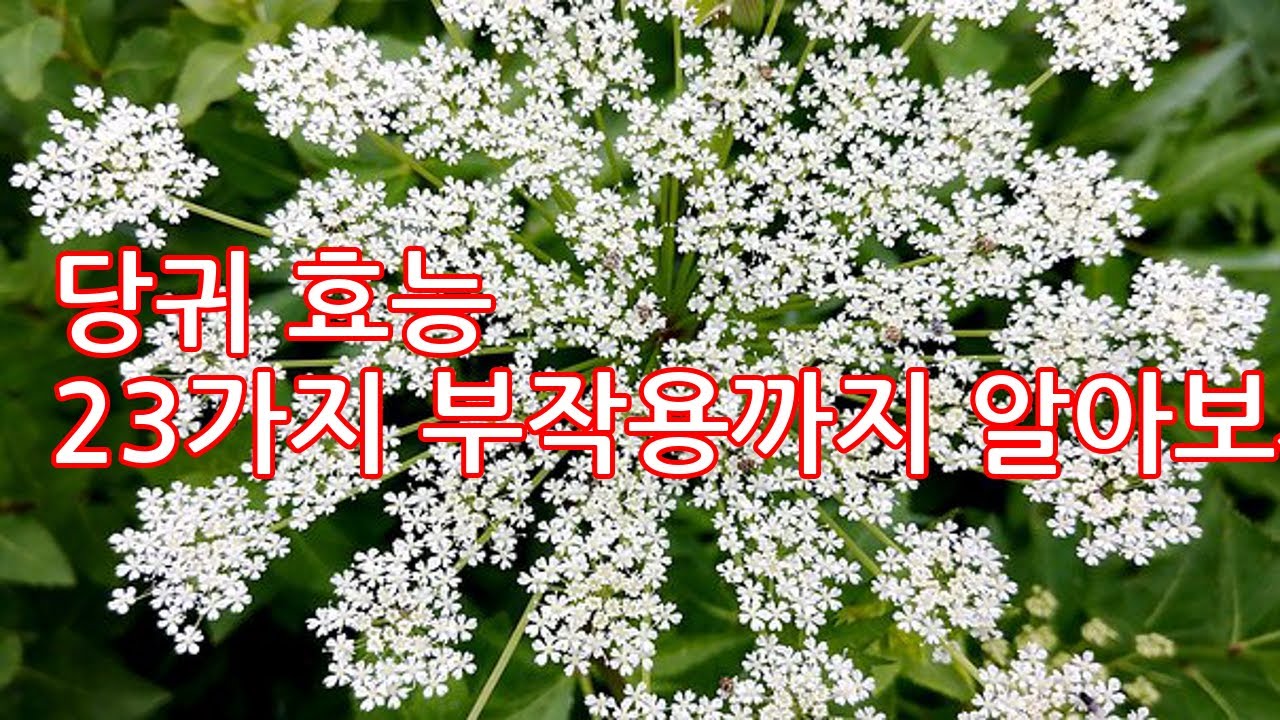 당귀 효능 23가지 부작용까지 알아보자 - YouTube