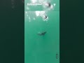 Un video de dron capta a un tiburón rondando a un surfista