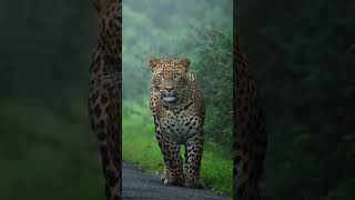 This kind of leopard photography 📸❤️🔥 #goviralshorts #photography #wildlife This kind of leopard photography 📸❤️🔥 #goviralshorts #photography #wildlife