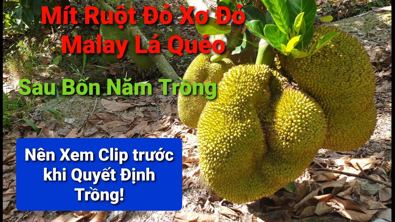 Mít Ruột Đỏ Malay Lá Quéo Quá Thất Vọng Sau 4 Năm Trồng./ Xoài Cai Lậy