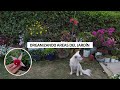 Realizando Diferentes tareas en el jardín de esta manera siempre permanece florecido | Jardín Diaz